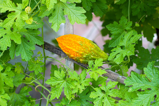 Bitter gourd fruit with green leaves