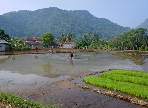 Bandung, Indonesia - may 20, 2023 : An old man is preparing a rice field for planting rice with his tools.