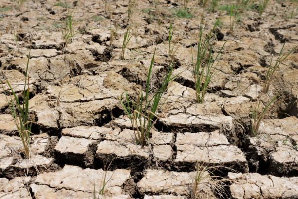 istock dry and cracked farmland 1703541965