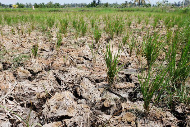 dry and cracked farmland