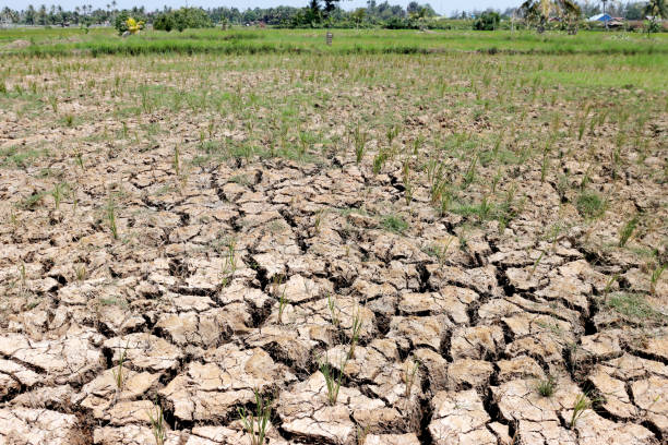 istock dry and cracked farmland 1703542510
