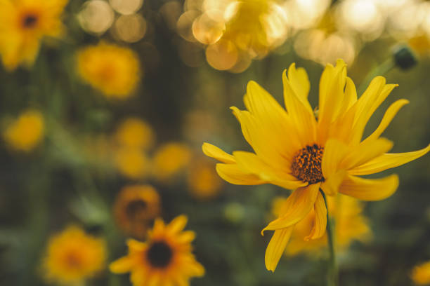 istock Beautiful autumn flowers in sunset background 1703543183