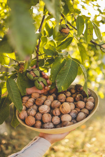 istock Walnut tree with big nuts in green shell close up, harvesting time 1703551874