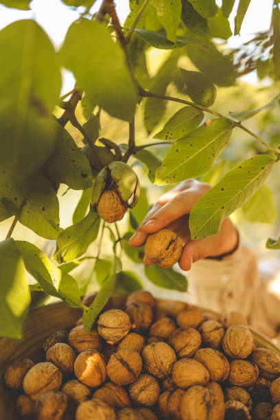 istock Walnut tree with big nuts in green shell close up, harvesting time 1703551877