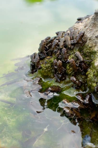 istock Many little, brown frogs between the pond and the rock 1703556305