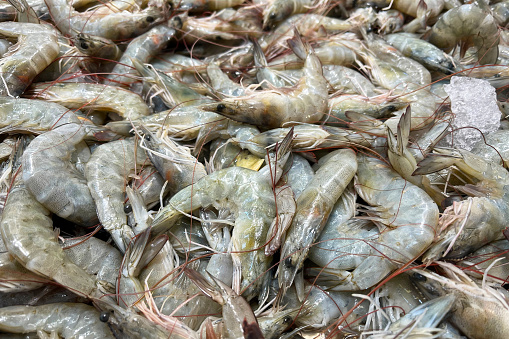 Fresh sea shrimp on ice. Seafood market