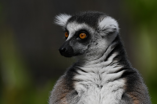 Lemur head shot