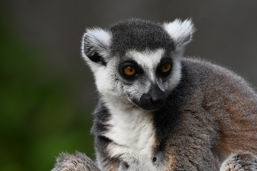 Lemur