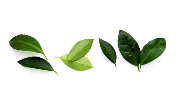 istock Citrus leaves on a white background. 1703582317
