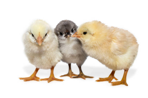 istock Cute little chicken isolated on white background 1703585594