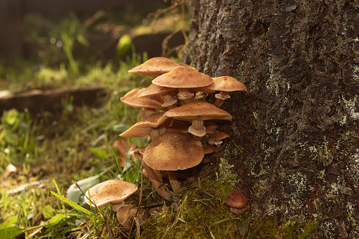 honey fungus growing on spruce stump, ready for harvesting (Armillaria mellea); edible mushroom in natural habitat