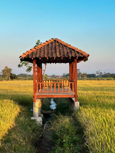 hut. traditional farmer hut in the middle of rice fields in asia. gazebo, pergola, shack, hovel, cottage in the rice fields - thatched roof imagens e fotografias de stock