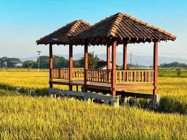 hut. traditional farmer hut in the middle of rice fields in asia. gazebo, pergola, shack, hovel, cottage in the rice fields - thatched roof imagens e fotografias de stock