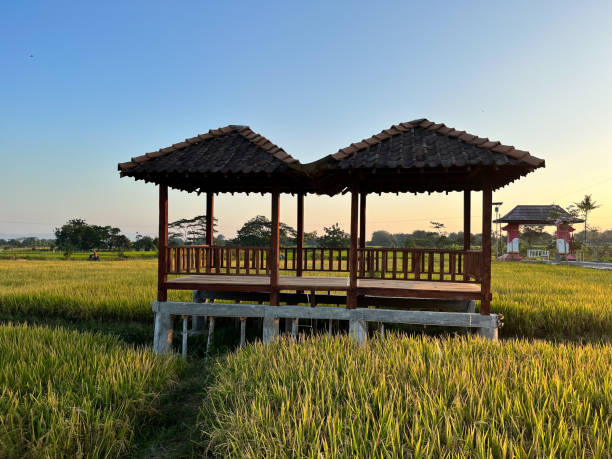 hut. traditional farmer hut in the middle of rice fields in asia. gazebo, pergola, shack, hovel, cottage in the rice fields - thatched roof imagens e fotografias de stock