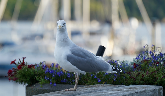 Seagull in the city. Seagulls.