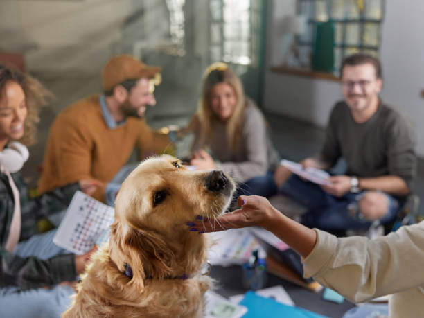 istock Golden retriever with creative team on a casual meeting. 1703598233