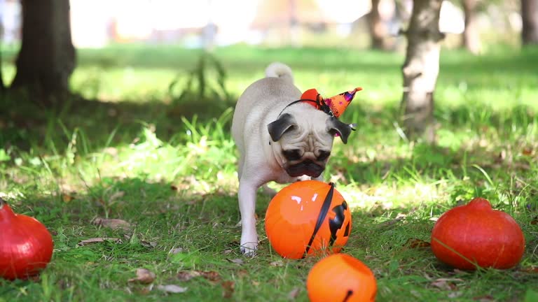 Halloween dog