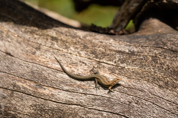 istock Viviparous Lizard Zootoca vivipara on a Branch 1703605334