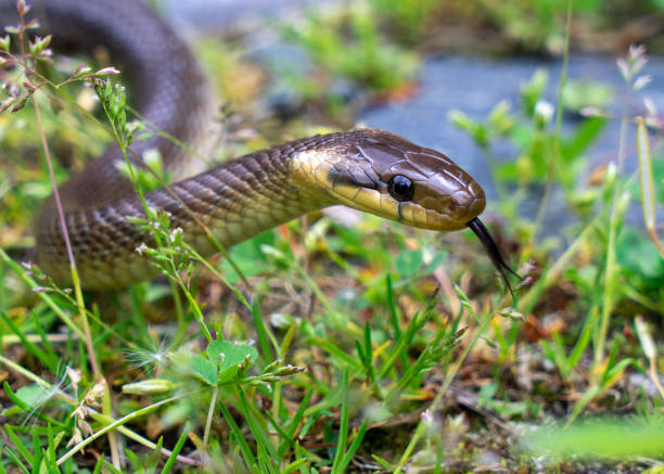 istock Aesculapian snake Zamenis longissimus 1703605871