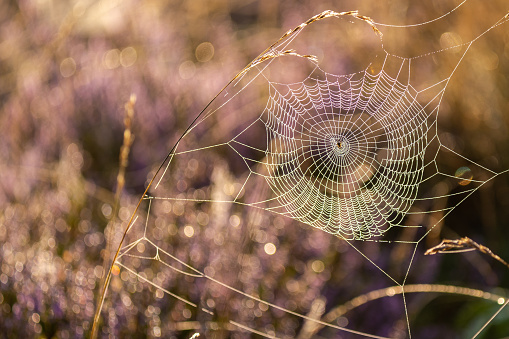 Cobweb on a Heathland at Dawn