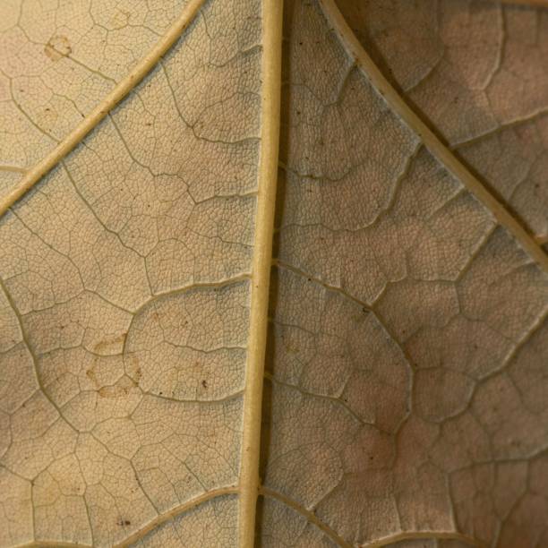 istock Close-up of the underside of a leaf 1703616861