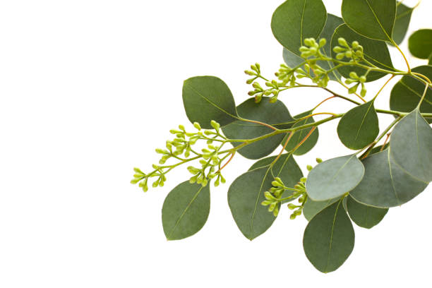 istock Eucalyptus leaves on white background. Green leaf branches. 1703624582