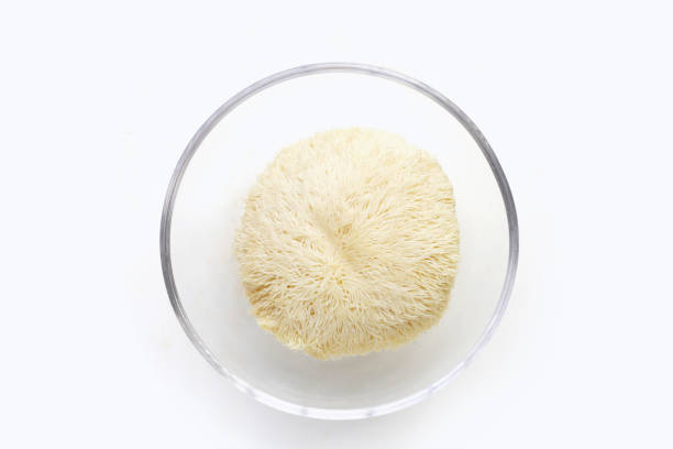 Fresh lion's mane mushroom on white background. (Yamabushitake Mushroom)