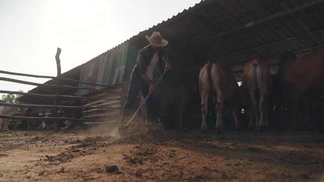 Farmer male uses a shovel to clean cow dung on a beef farm.