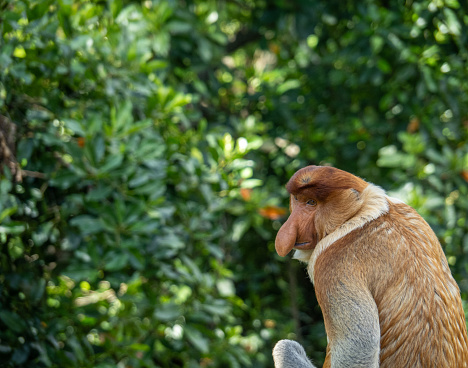 Proboscis Monkey photographed at the edge of the rain forest in Borneo.