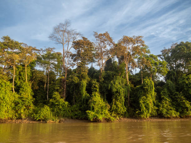 Borneo Rain Forest Images taken trekking in Borneo's Rain Forest from our base at Danhum Valley Research Centre in Malaysia kinabatangan river stock pictures, royalty-free photos & images