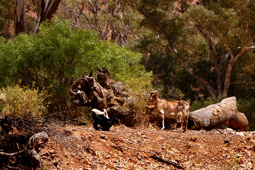 Wild goats in the wide open beauty of the desert landscape of the Flinders Ranges National Park in South Australia