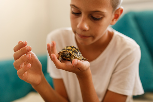 Portrait of boy holding and exploring a cute little turtle in the palm of his hand.