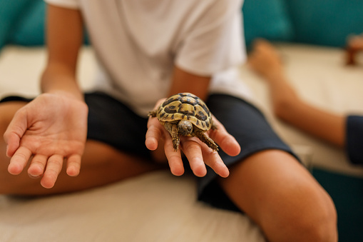 Close up shot of unrecognizable boy holding and exploring a cute little turtle in the palm of his hand.