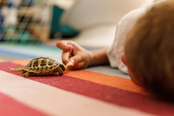 istock Boy lying on the floor and playing with a small turtle 1703648516