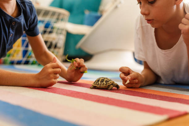 istock Boys lying on the floor and playing with a small turtle 1703648519
