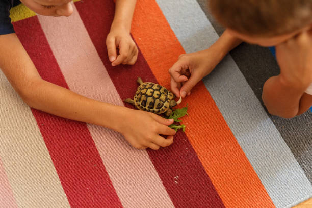 istock Boys lying on the floor and playing with a small turtle 1703648522