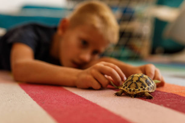 istock Boy lying on the floor and playing with a small turtle 1703648523
