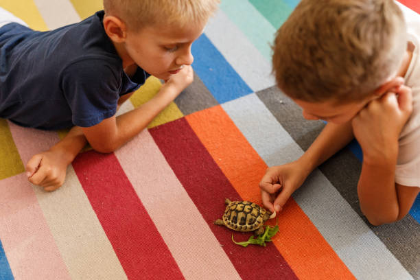 istock Boys lying on the floor and playing with a small turtle 1703648524