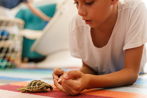 Selective focus shot of boy lying on front on the floor, analyzing and playing with his new little pet turtle.