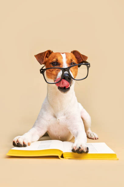 istock Cute dog jack russell terrier lying with book, reading and studying 1703651802