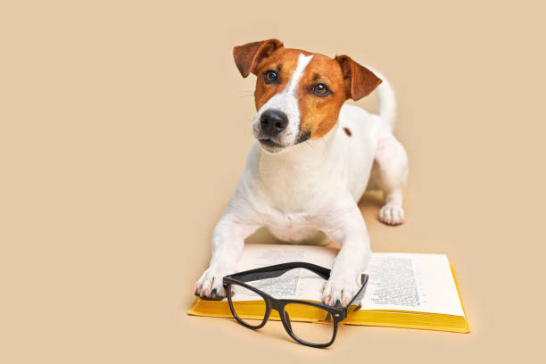 istock Cute dog jack russell terrier lying with book, reading and studying 1703651815