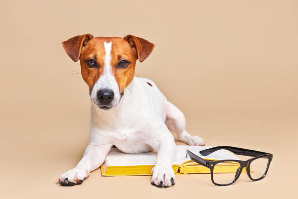 istock Cute dog jack russell terrier lying with book, reading and studying 1703652342