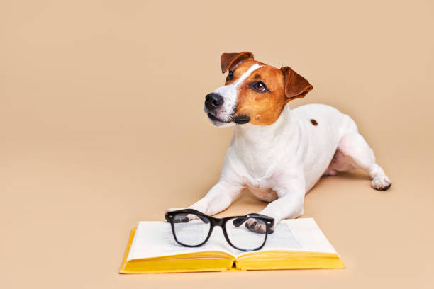 istock Cute dog jack russell terrier lying with book, reading and studying 1703652357