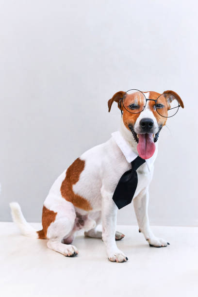 istock Jack russell terrier dog with tie on white background. Copy space 1703654514