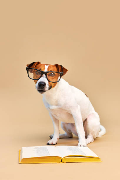istock Cute dog jack russell terrier lying with book, reading and studying 1703655033