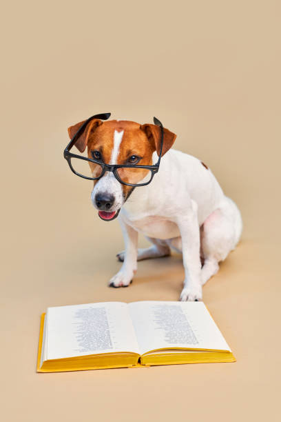 istock Cute dog jack russell terrier lying with book, reading and studying 1703655039