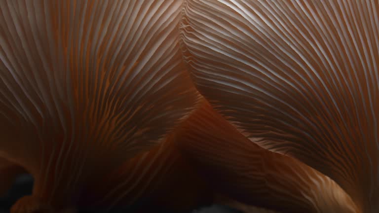 Oyster mushrooms or fungi growing cut out on black background. Time lapse low angle view