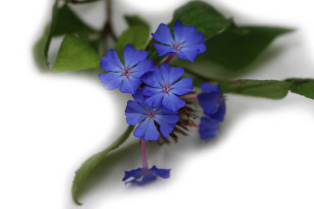 istock Ceratostigma wilmottianum with blue flowers on a white 1703658861