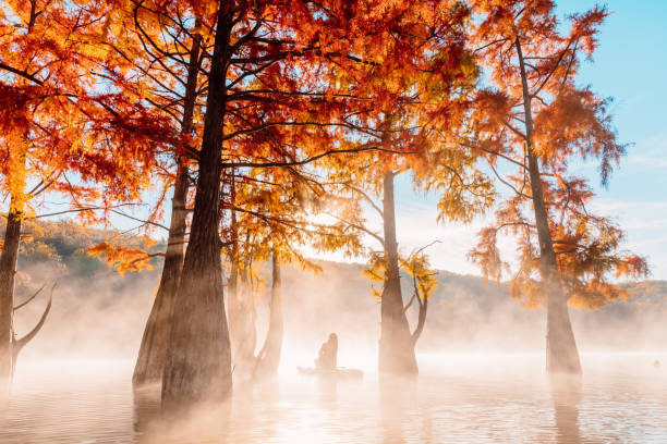 woman relaxing on staand up paddle board at quiet lake with morning fog and fall taxodium distichum trees - lone cypress tree imagens e fotografias de stock