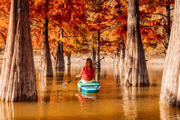 adventure on stand up paddle board with woman at the river between taxodium trees in autumnal season. sup boarding on a quiet lake - lone cypress tree imagens e fotografias de stock